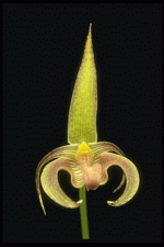 Corel Professional Photos: Orchids of the World 