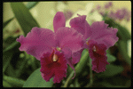 Corel Professional Photos: Orchids of the World 