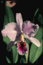 Corel Professional Photos: Orchids of the World 