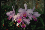 Corel Professional Photos: Orchids of the World 