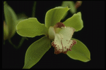 Corel Professional Photos: Orchids of the World 