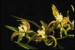 Corel Professional Photos: Orchids of the World 