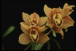 Corel Professional Photos: Orchids of the World 