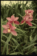 Corel Professional Photos: Orchids of the World 