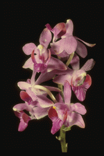 Corel Professional Photos: Orchids of the World 