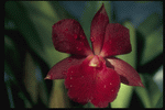 Corel Professional Photos: Orchids of the World 