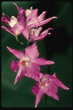 Corel Professional Photos: Orchids of the World 