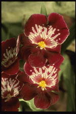 Corel Professional Photos: Orchids of the World 