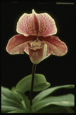 Corel Professional Photos: Orchids of the World 