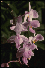 Corel Professional Photos: Orchids of the World 