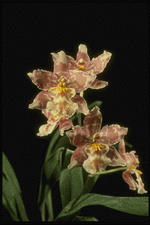 Corel Professional Photos: Orchids of the World 