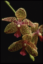 Corel Professional Photos: Orchids of the World 