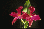 Corel Professional Photos: Orchids of the World 