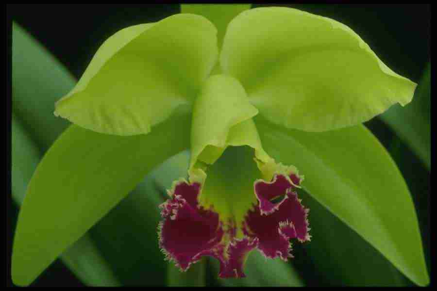 Orchids of the World - Corel Professional Photos ></a>
<script language=JavaScript> 
  var txt = 