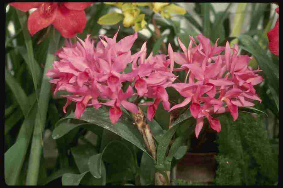 Orchids of the World - Corel Professional Photos ></a>
<script language=JavaScript> 
  var txt = 