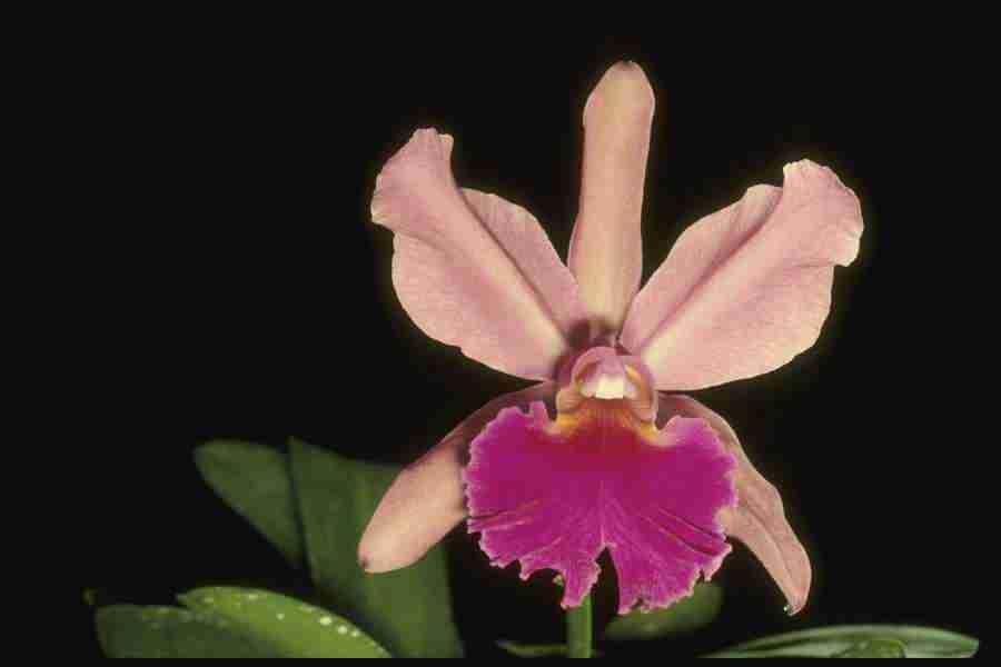 Orchids of the World - Corel Professional Photos ></a>
<script language=JavaScript> 
  var txt = 
