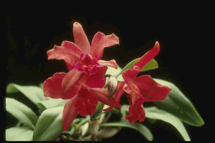 Orchids of the World - Corel Professional Photos ></a>
<script language=JavaScript> 
  var txt = 