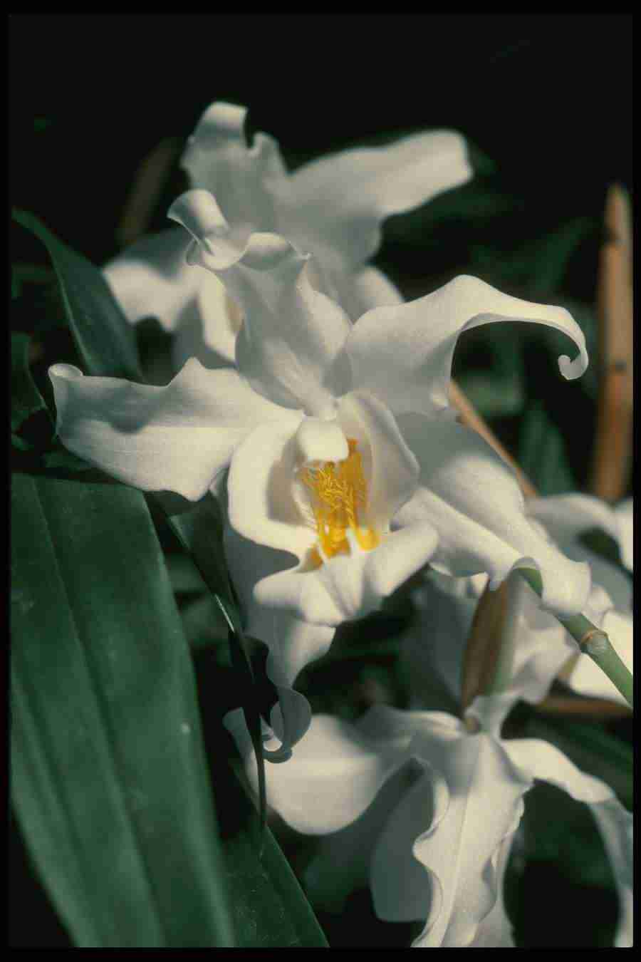 Orchids of the World - Corel Professional Photos ></a>
<script language=JavaScript> 
  var txt = 