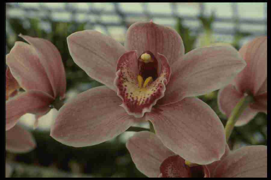 Orchids of the World - Corel Professional Photos ></a>
<script language=JavaScript> 
  var txt = 