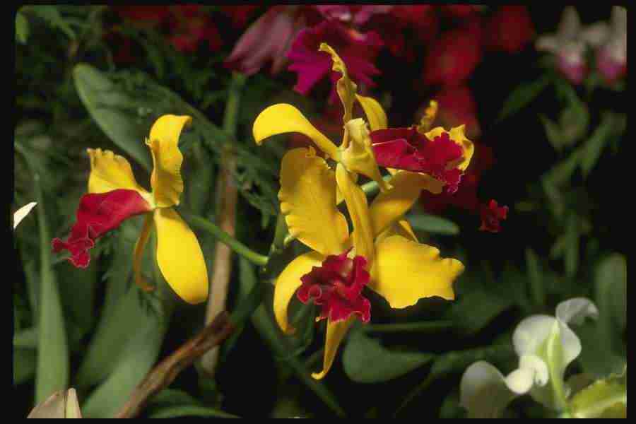 Orchids of the World - Corel Professional Photos ></a>
<script language=JavaScript> 
  var txt = 