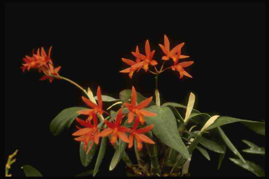 Orchids of the World - Corel Professional Photos ></a>
<script language=JavaScript> 
  var txt = 