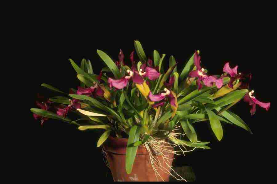 Orchids of the World - Corel Professional Photos ></a>
<script language=JavaScript> 
  var txt = 