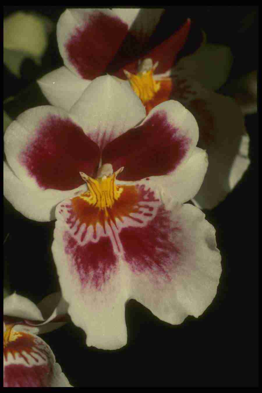 Orchids of the World - Corel Professional Photos ></a>
<script language=JavaScript> 
  var txt = 