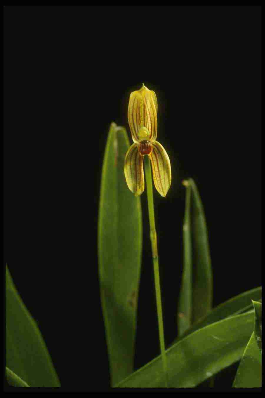 Orchids of the World - Corel Professional Photos ></a>
<script language=JavaScript> 
  var txt = 