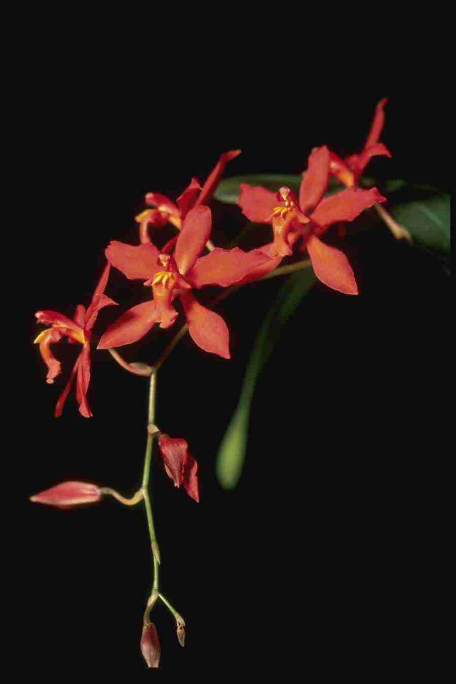 Orchids of the World - Corel Professional Photos ></a>
<script language=JavaScript> 
  var txt = 