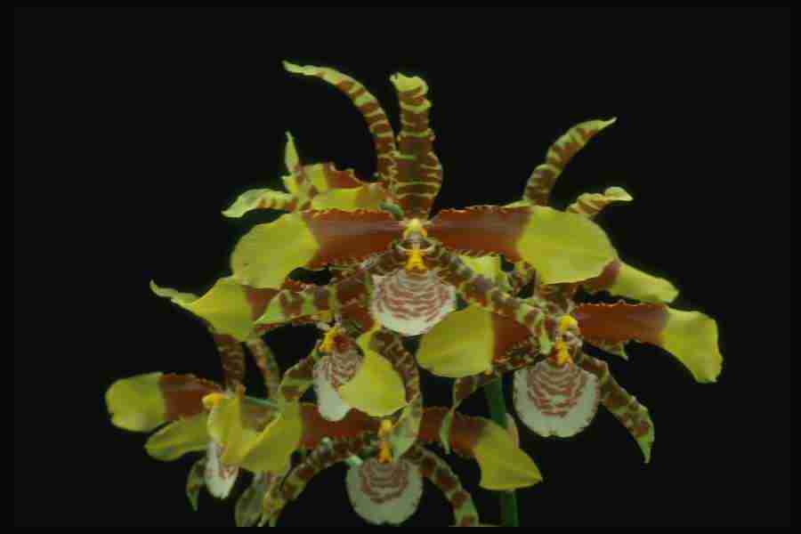 Orchids of the World - Corel Professional Photos ></a>
<script language=JavaScript> 
  var txt = 