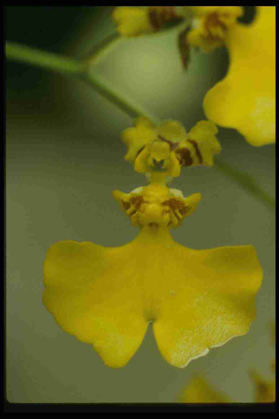 Orchids of the World - Corel Professional Photos ></a>
<script language=JavaScript> 
  var txt = 
