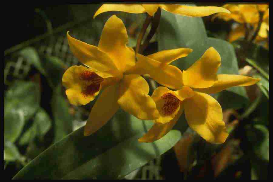 Orchids of the World - Corel Professional Photos ></a>
<script language=JavaScript> 
  var txt = 