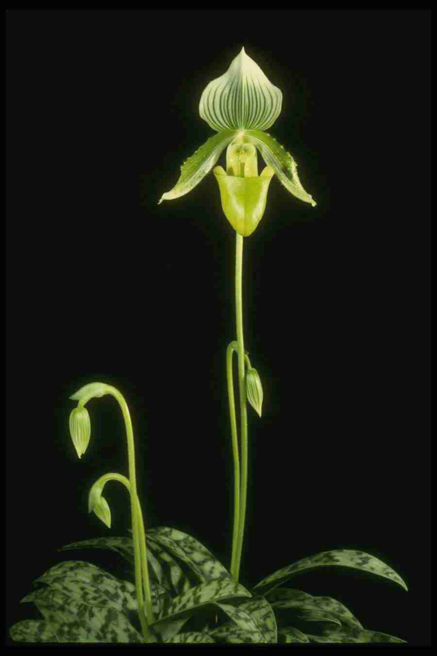 Orchids of the World - Corel Professional Photos ></a>
<script language=JavaScript> 
  var txt = 