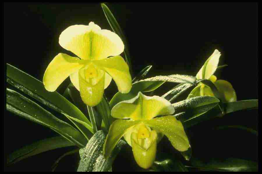 Orchids of the World - Corel Professional Photos ></a>
<script language=JavaScript> 
  var txt = 