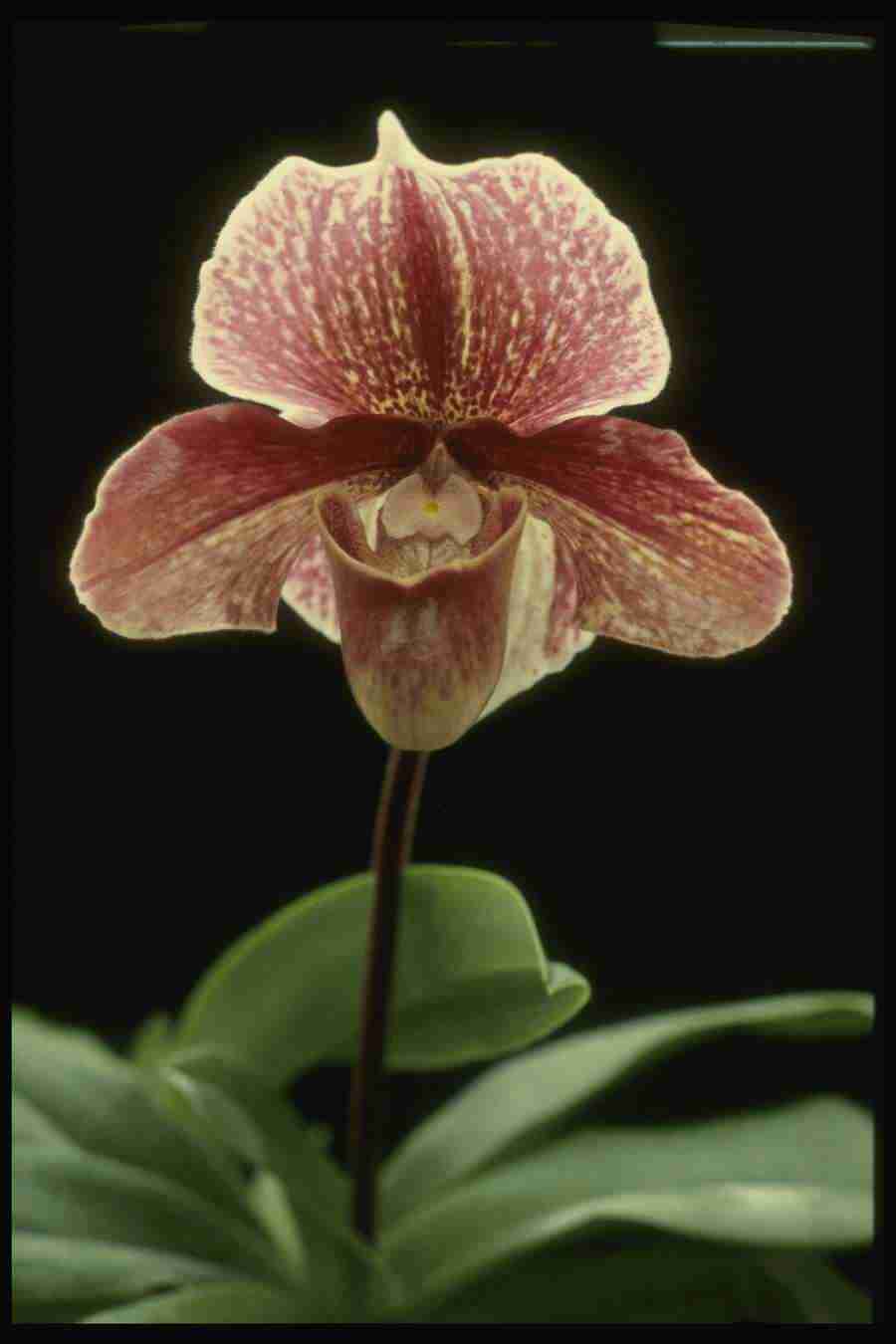 Orchids of the World - Corel Professional Photos ></a>
<script language=JavaScript> 
  var txt = 