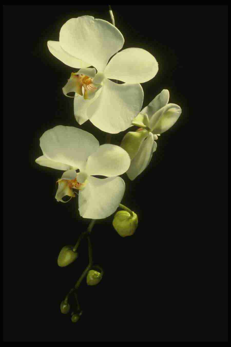 Orchids of the World - Corel Professional Photos ></a>
<script language=JavaScript> 
  var txt = 