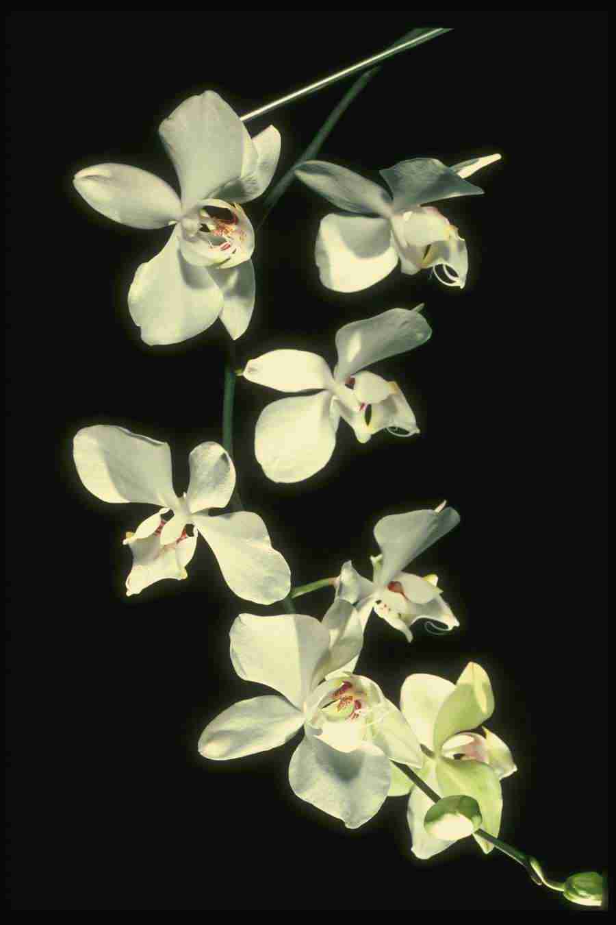 Orchids of the World - Corel Professional Photos ></a>
<script language=JavaScript> 
  var txt = 