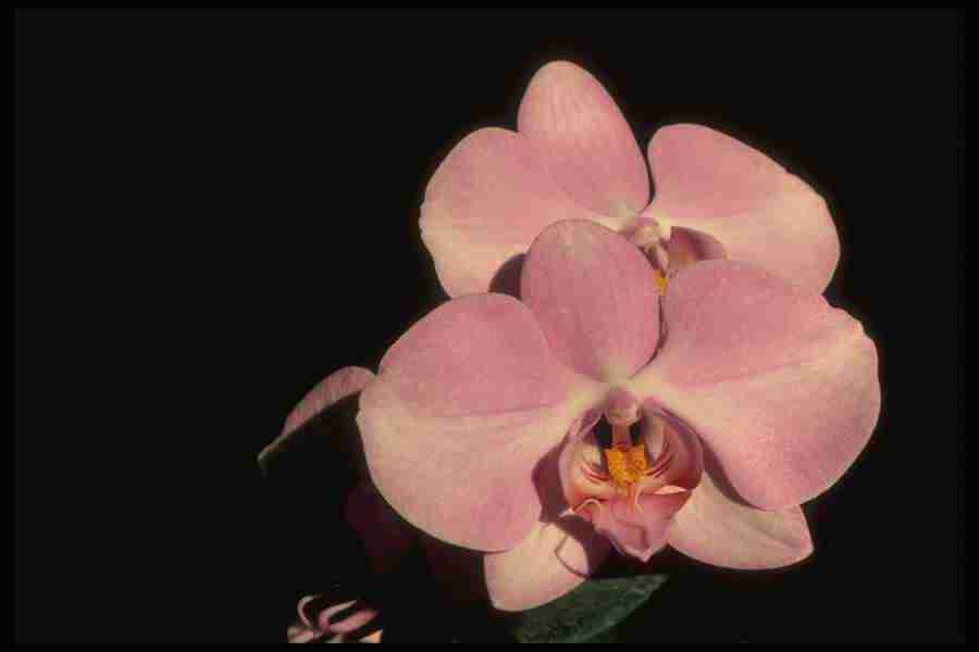 Orchids of the World - Corel Professional Photos ></a>
<script language=JavaScript> 
  var txt = 
