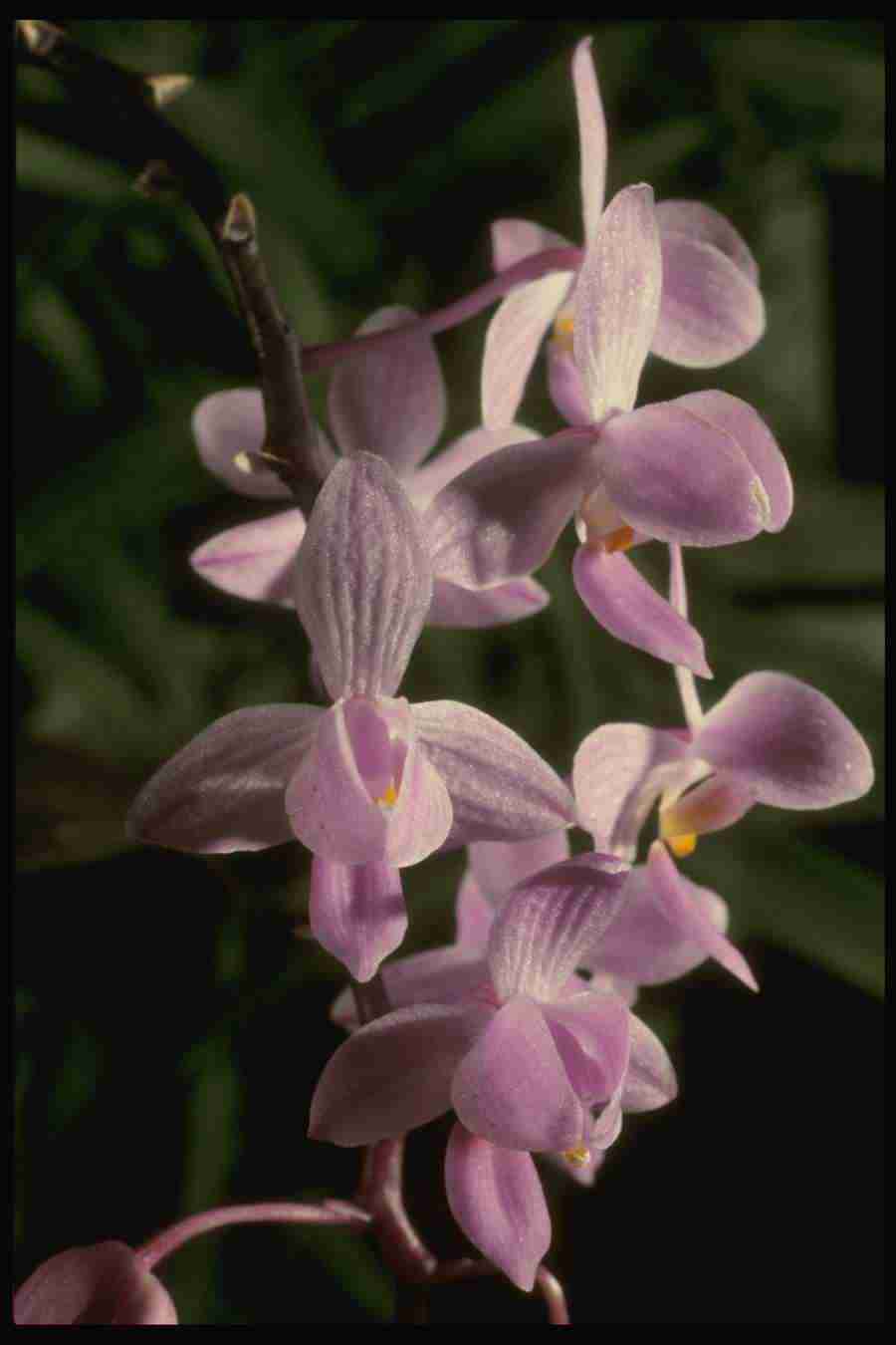 Orchids of the World - Corel Professional Photos ></a>
<script language=JavaScript> 
  var txt = 