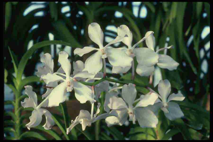 Orchids of the World - Corel Professional Photos ></a>
<script language=JavaScript> 
  var txt = 