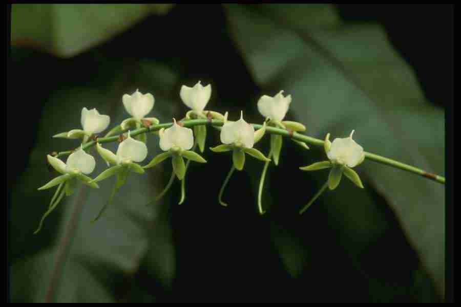 Orchids of the World - Corel Professional Photos ></a>
<script language=JavaScript> 
  var txt = 