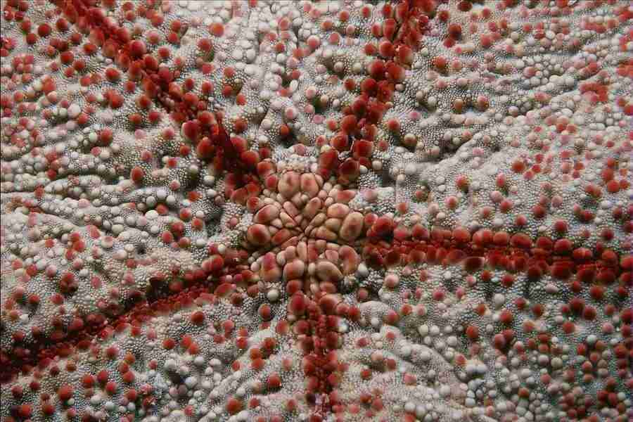 Patterns & Designs - Corel Professional Photos ></a>
<script language=JavaScript> 
  var txt = 