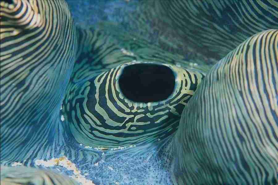 Patterns & Designs - Corel Professional Photos ></a>
<script language=JavaScript> 
  var txt = 