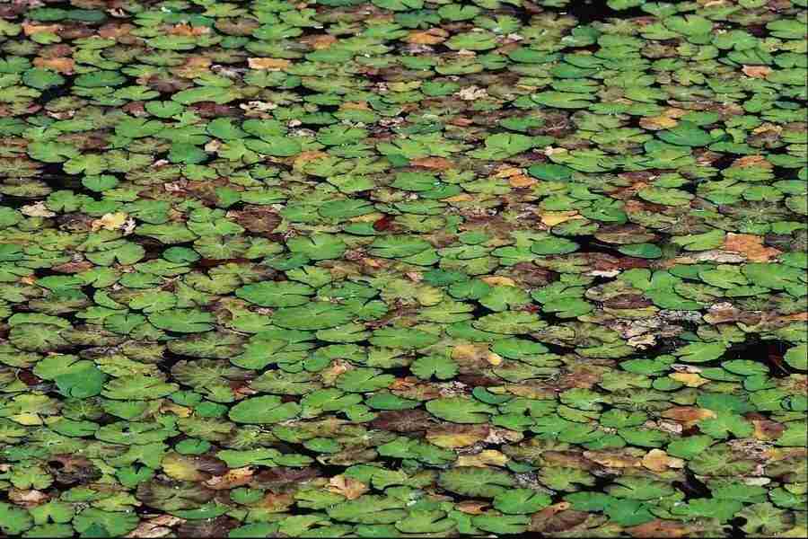 Patterns & Designs - Corel Professional Photos ></a>
<script language=JavaScript> 
  var txt = 