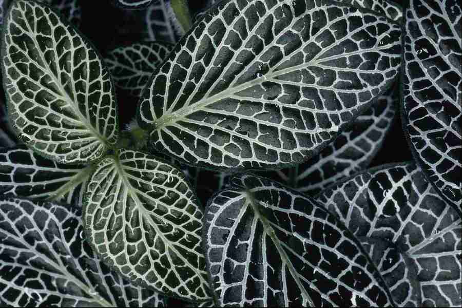 Patterns & Designs - Corel Professional Photos ></a>
<script language=JavaScript> 
  var txt = 