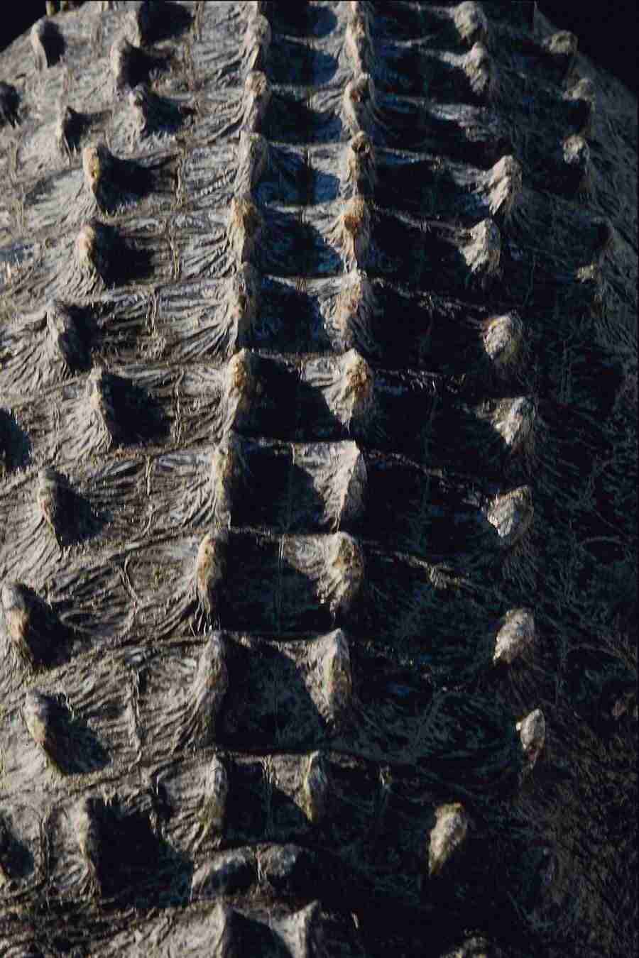 Patterns & Designs - Corel Professional Photos ></a>
<script language=JavaScript> 
  var txt = 