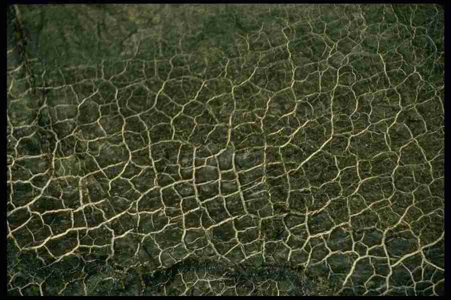 Patterns & Designs - Corel Professional Photos ></a>
<script language=JavaScript> 
  var txt = 