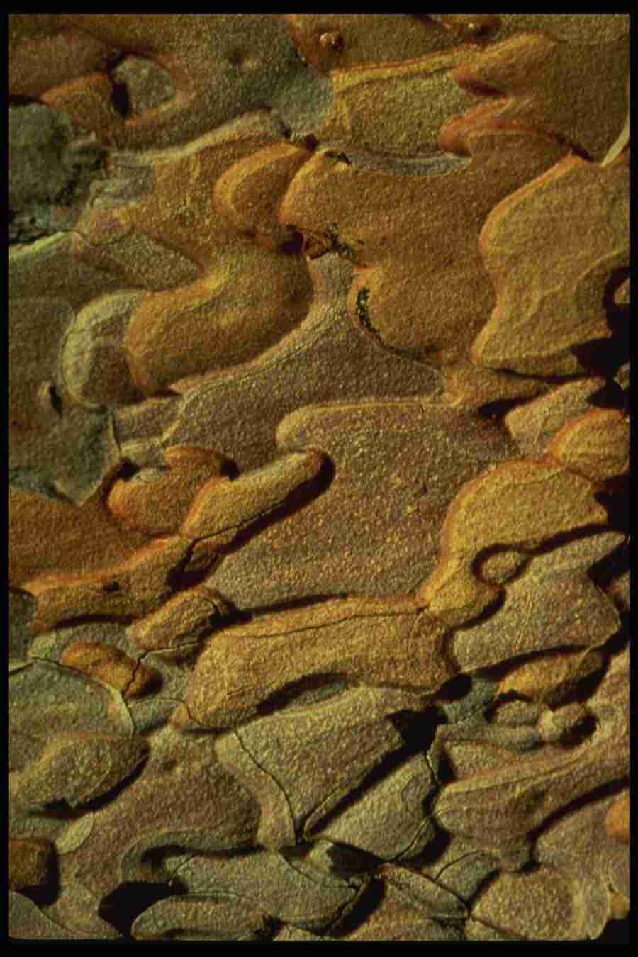 Patterns & Designs - Corel Professional Photos ></a>
<script language=JavaScript> 
  var txt = 