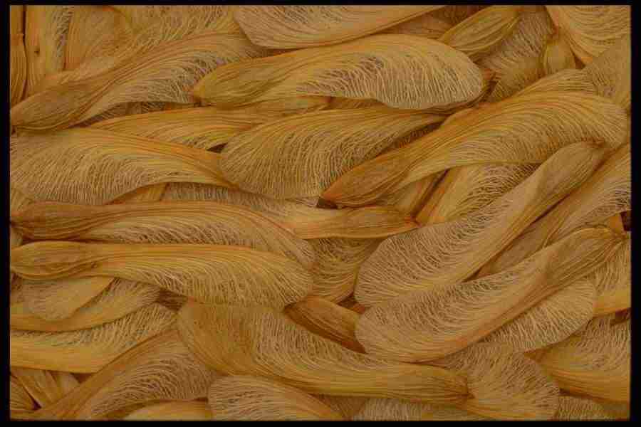 Patterns & Designs - Corel Professional Photos ></a>
<script language=JavaScript> 
  var txt = 