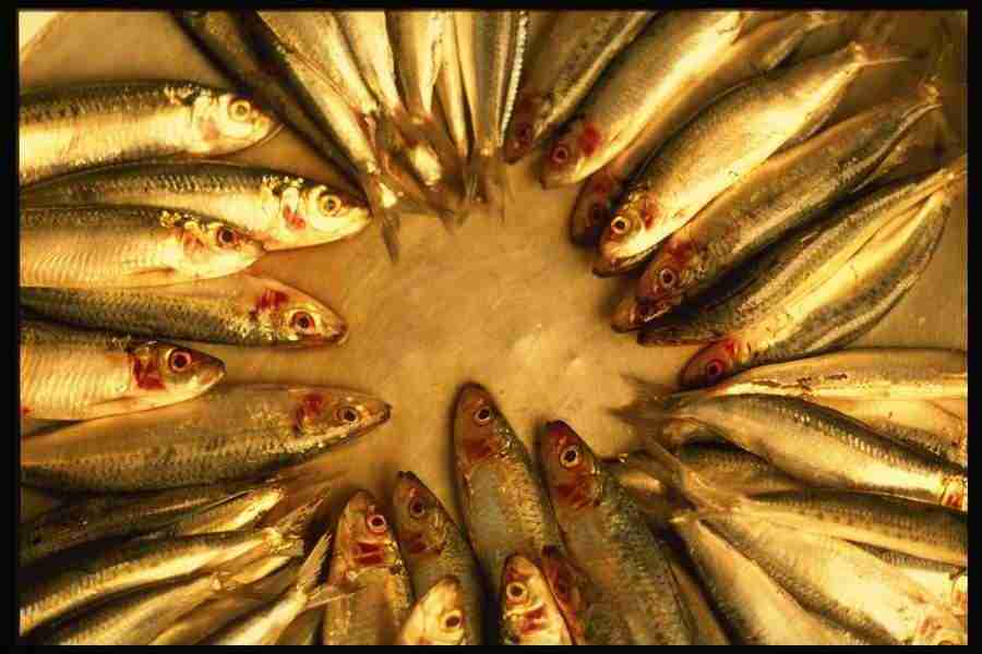 Patterns & Designs - Corel Professional Photos ></a>
<script language=JavaScript> 
  var txt = 